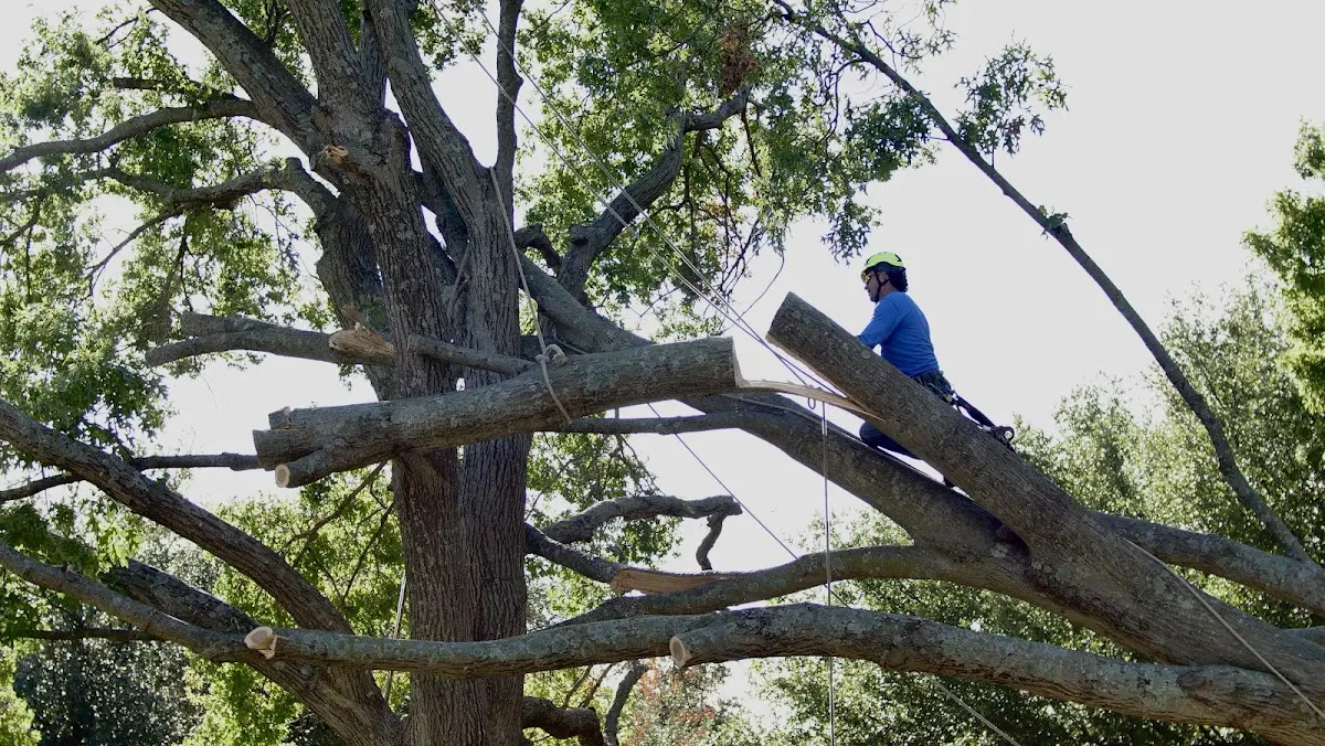 Professional Hazardous Tree Removal performed by certified arborists in Flanagan