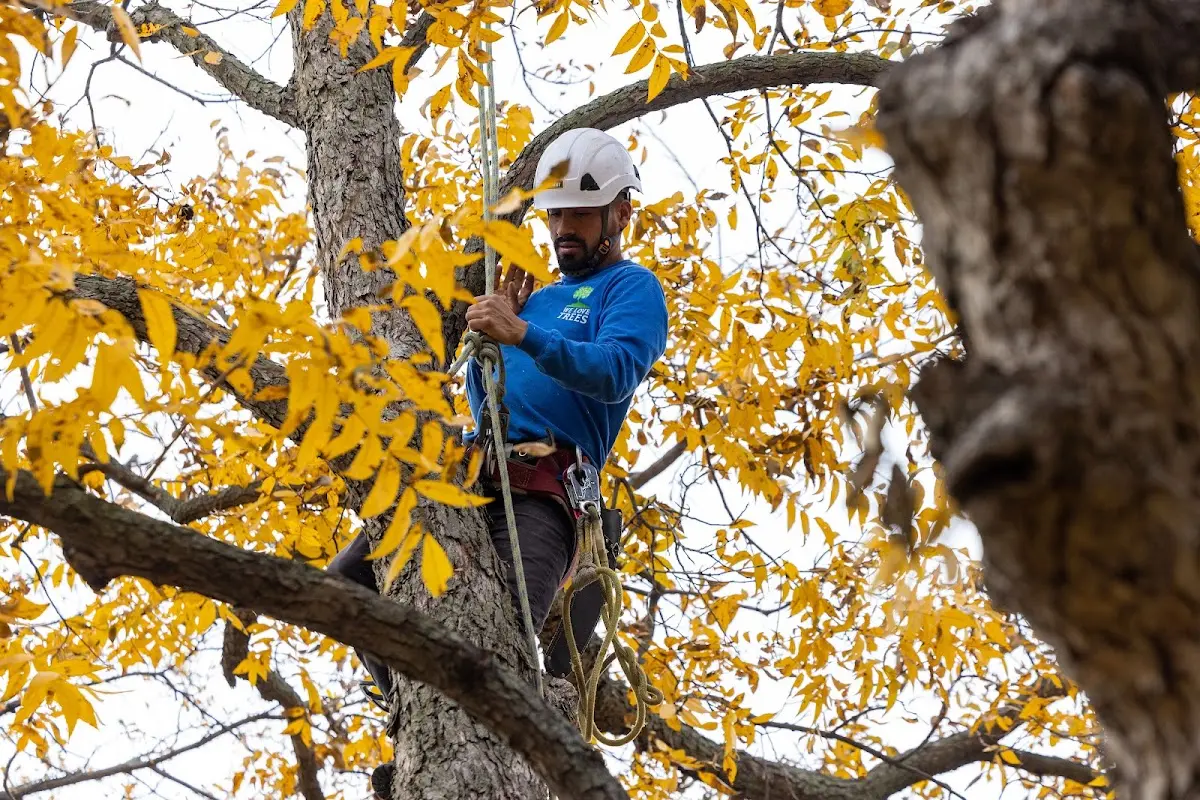 Skilled Tree Planing crew working in Flanagan