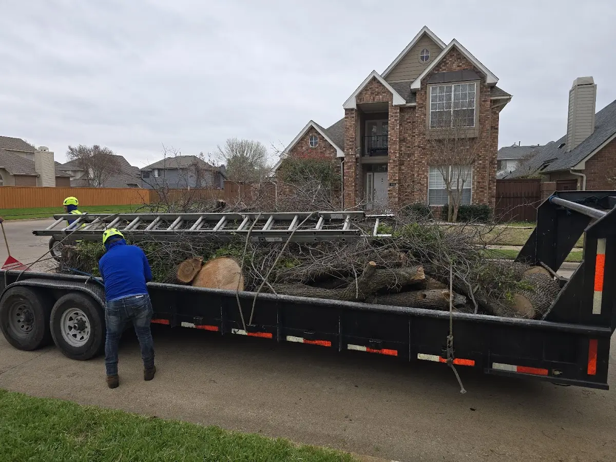 Expert Tree Pest Control with proper safety equipment in Flanagan
